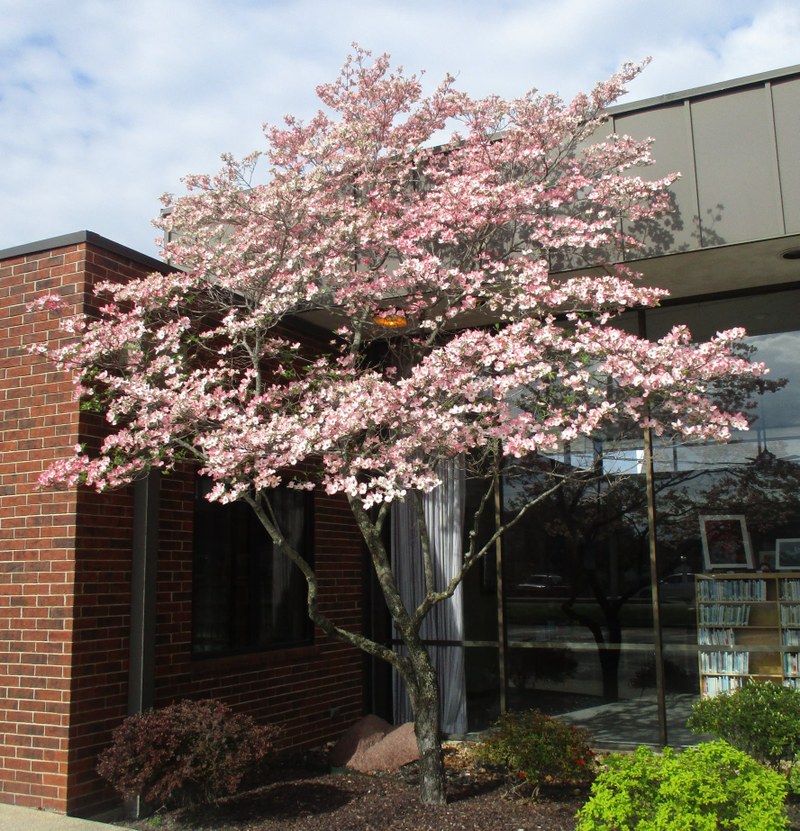 Dogwood in Bloom.jpg